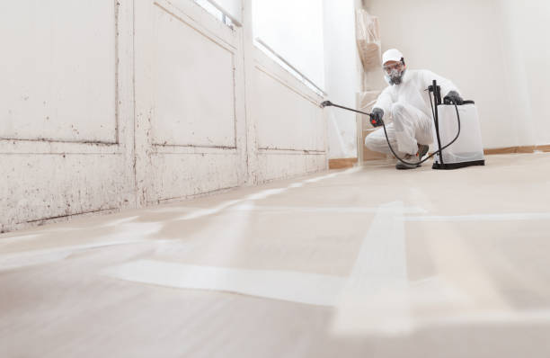 Black mold remediation team in Windsor
